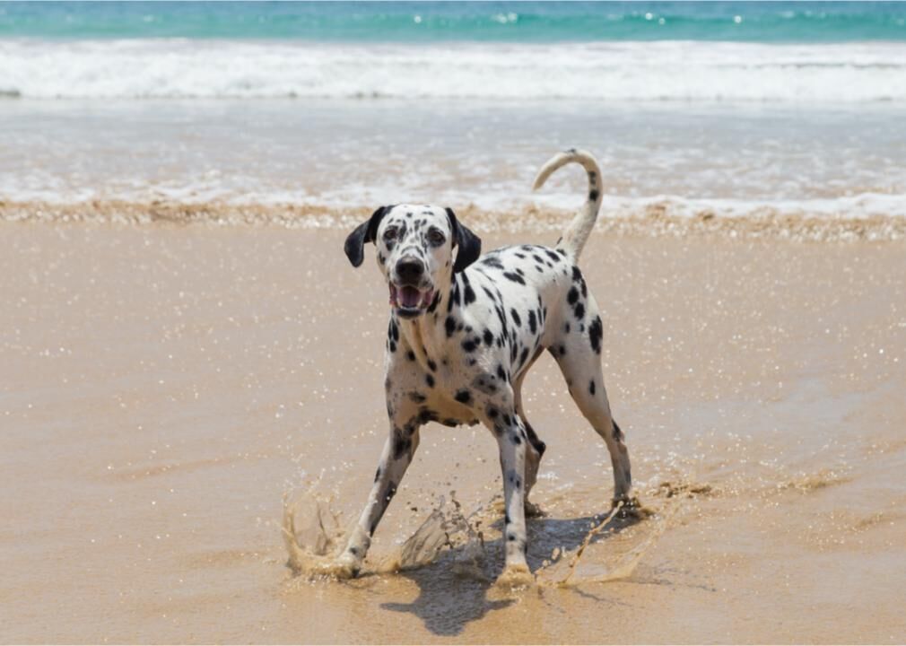 #7. Dalmatian
